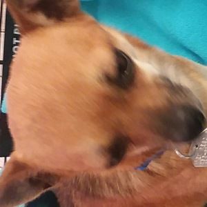 Meet your Posher, Shamsa